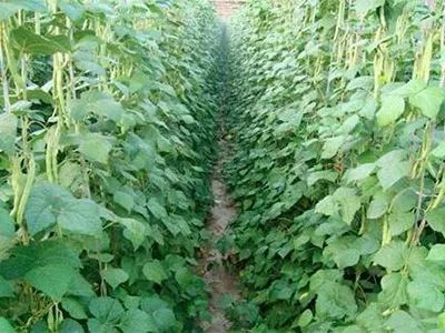 水果類經濟作物施用生物有機肥的科學指南